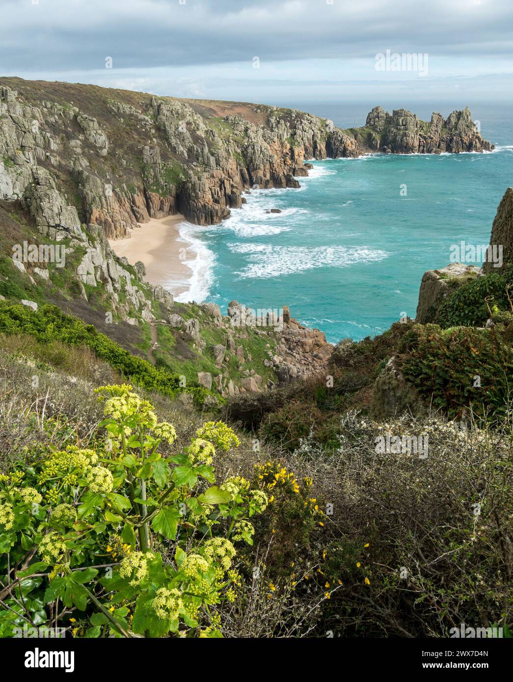 Horse Parsley, la spiaggia di Pedn Vounder e il promontorio di Logan Rock visti dal sentiero costiero della Cornovaglia meridionale vicino a Porthcurno in primavera, Cornovaglia, Inghilterra, Regno Unito Foto Stock