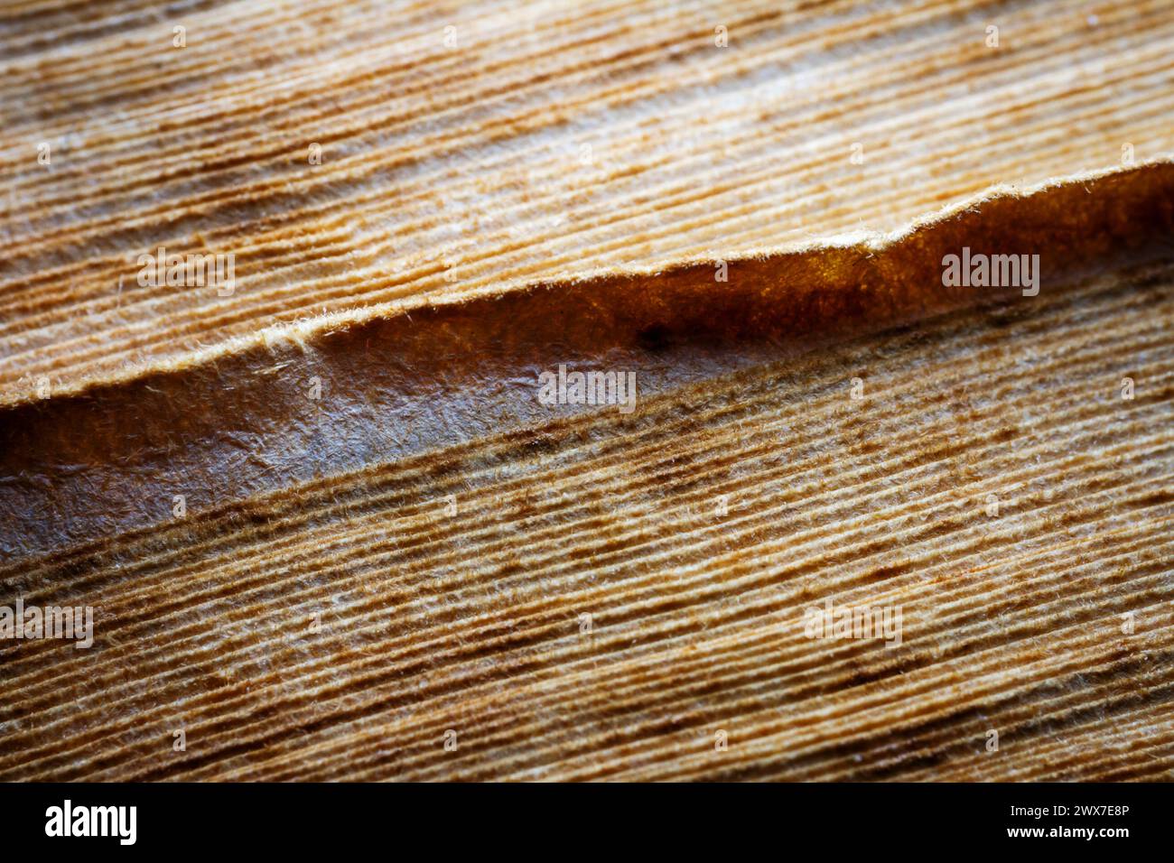 Primo piano estremo di un vecchio libro dal lato. Messa a fuoco morbida selettiva, profondità di campo ridotta. Bibliophile, sfondo astratto di bookworm Foto Stock