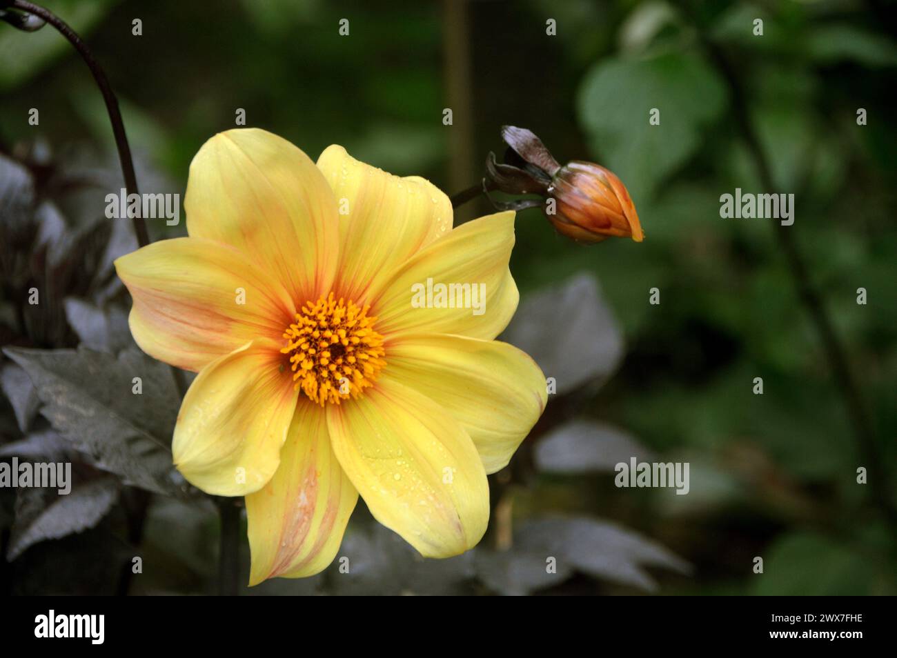 Fiore giallo singolo Dahlia 'Hadrian's Sunlight' coltivato nei confini presso RHS Garden Harlow Carr, Harrogate, Yorkshire, Inghilterra, Regno Unito Foto Stock