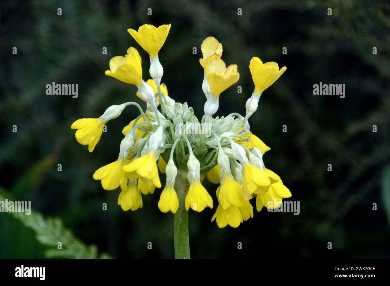 Fiore singolo giallo Primula "Florindae" (Cowslip tibetano) coltivato nei confini a RHS Garden Harlow Carr, Harrogate, Yorkshire, Inghilterra, Regno Unito. Foto Stock