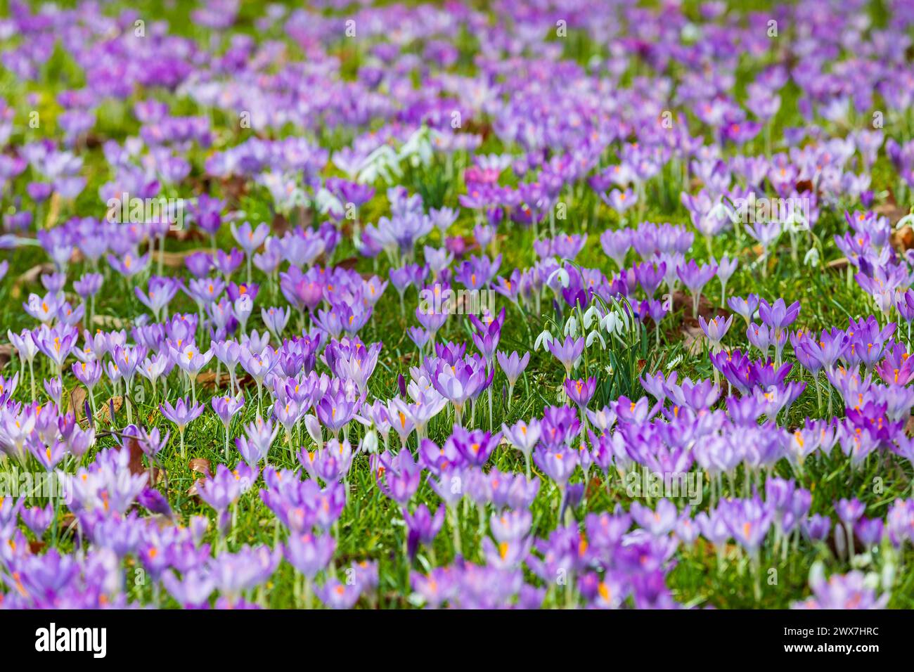 Krokusse crocus in Blüte, dazwischen blühen ein paar Schneeglöckchen Galanthus *** crocchi crocus in fiore, con alcune gocce di neve che fioriscono Galanthus Foto Stock