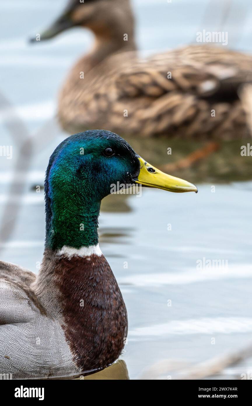 Ritratto di un'anatra di drake Mallard con un Mallard fuori fuoco sullo sfondo. Foto Stock