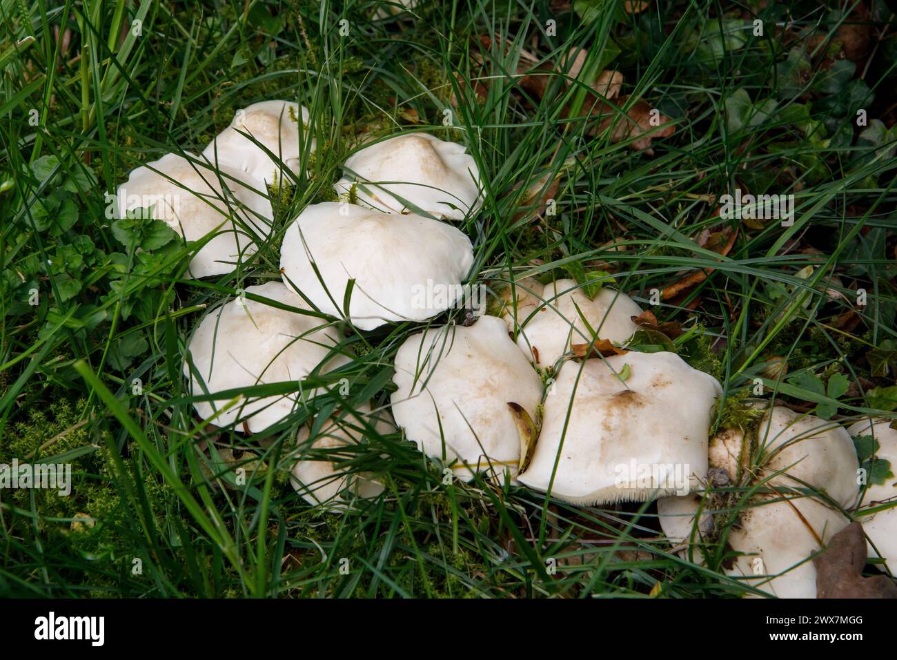 Apparsa da aprile a giugno, Calocybe gambosa ha il nome comune di fungo di San Giorgio. E' una buona specie commestibile. Foto Stock