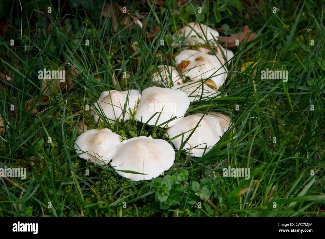 Apparsa da aprile a giugno, Calocybe gambosa ha il nome comune di fungo di San Giorgio. E' una buona specie commestibile. Foto Stock