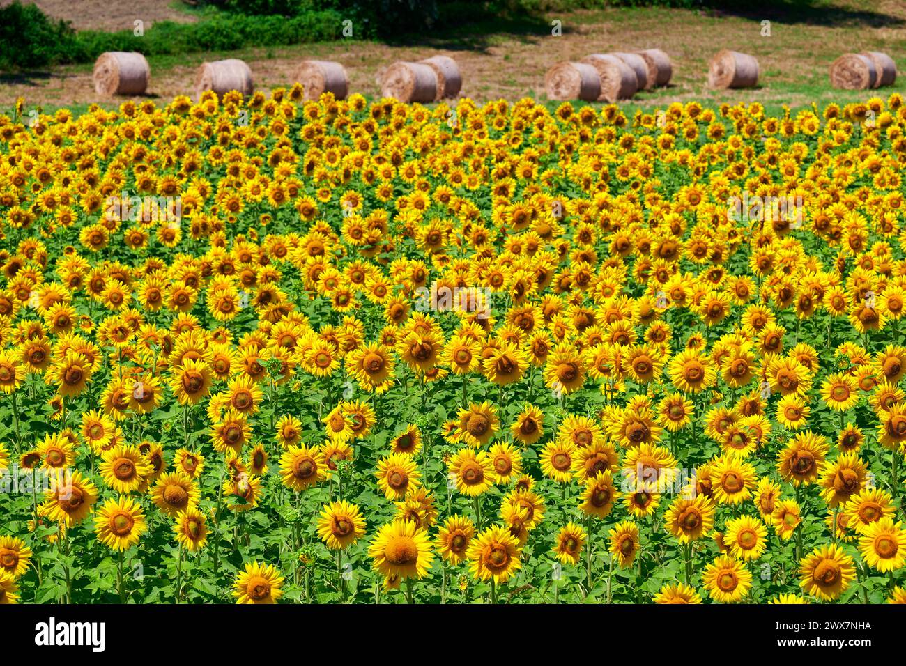 Piantagione di girasole in una giornata estiva al sole pieno con un vento leggero. Foto Stock
