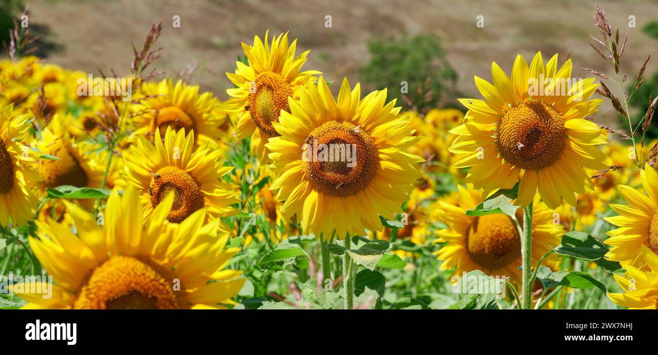 Primo piano di alcuni girasoli in un campo. Campo di girasoli in una ventosa giornata estiva. Sullo sfondo il cielo blu con nuvole bianche. Foto Stock