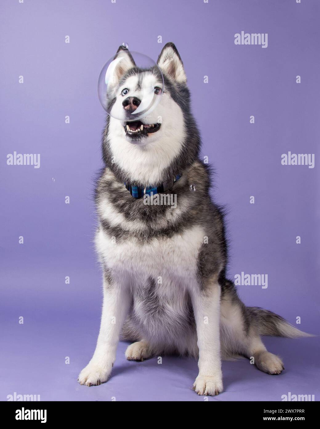 Un Husky siberiano bianco e nero su sfondo viola che gioca con le bolle. Foto Stock