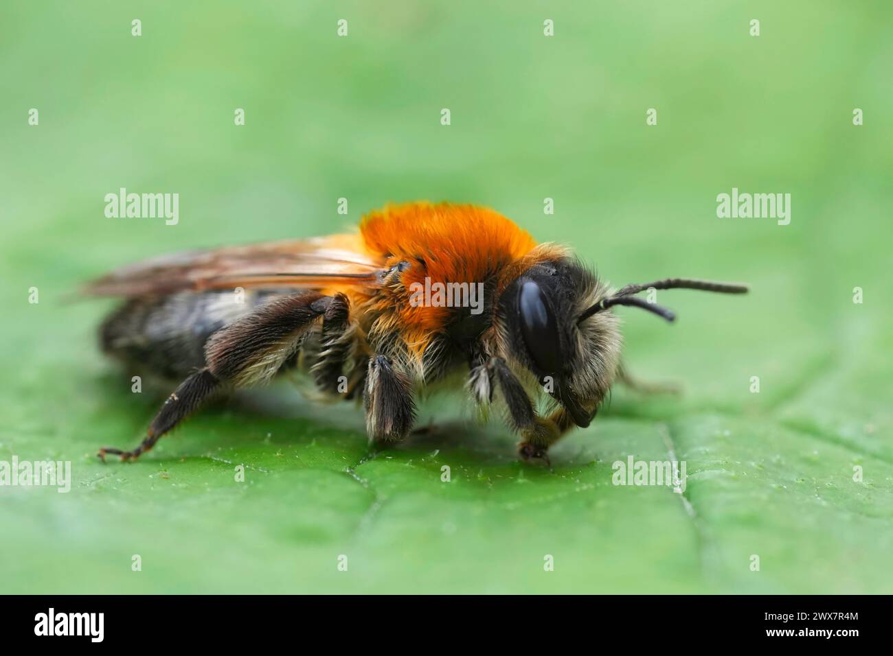 Primo piano dettagliato su una femmina dell'ape mineraria grigia, Andrena nitida su una foglia verde Foto Stock