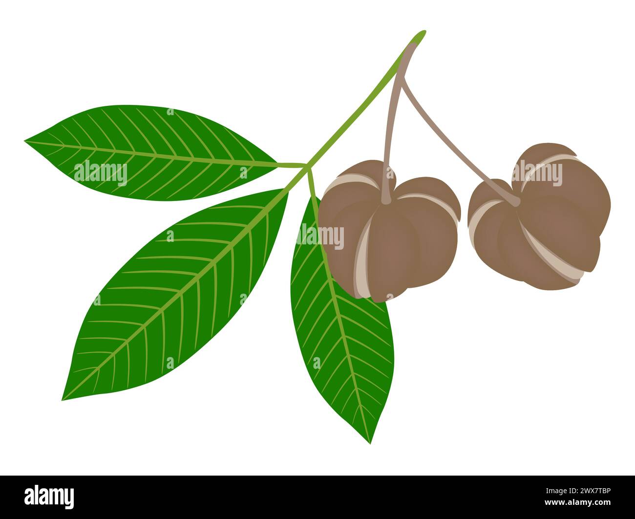 Frutti maturi foglie di Hevea brasiliensis isolate su sfondo bianco. Illustrazione Vettoriale