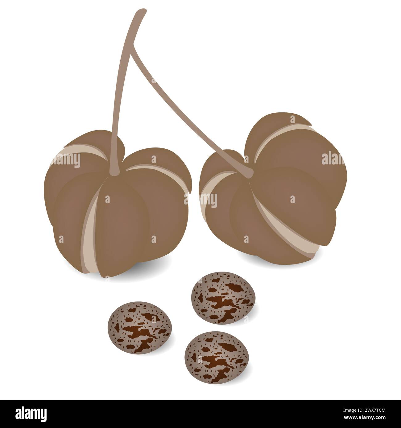 Frutti maturi Hevea brasiliensis con semi su sfondo bianco. Illustrazione Vettoriale