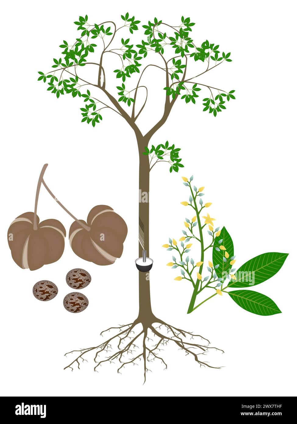 Albero di gomma Hevea brasiliensis con frutti e fiori su sfondo bianco. Illustrazione Vettoriale