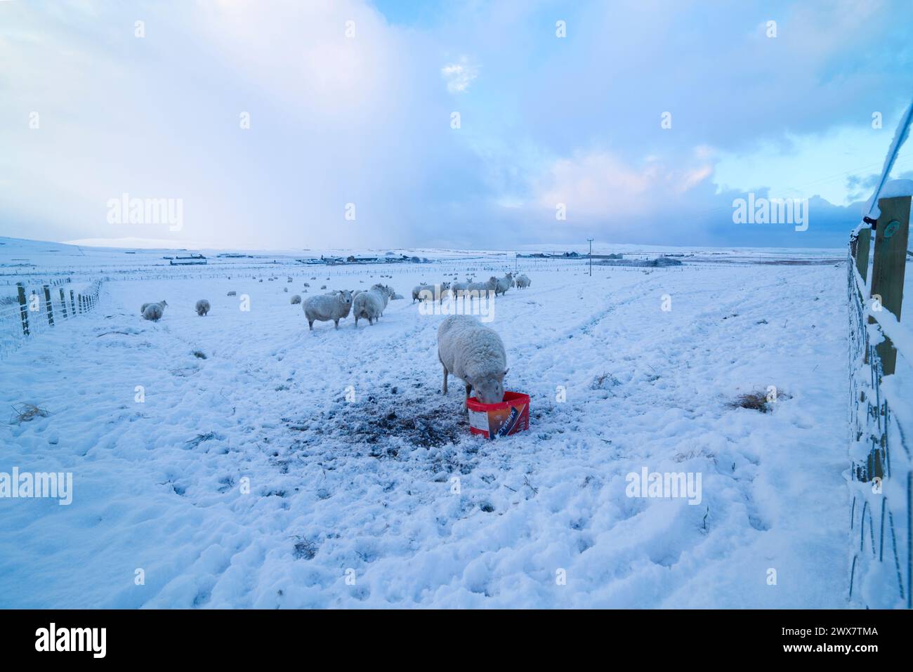 Pecore e mangime in un campo innevato, le Isole Orcadi Foto Stock