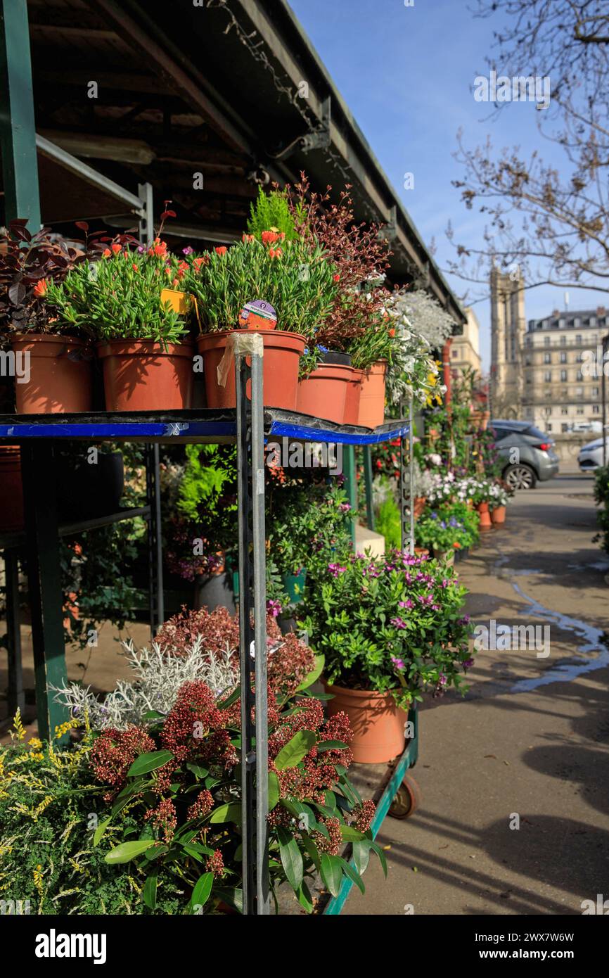 Francia, regione Ile-de-France, Parigi Île de la Cité, IV arrondissement, Île de la Cité, Marché aux fleurs Reine-Elizabeth-II, Place Louis Lépine, 21 marzo 2024 Foto Stock