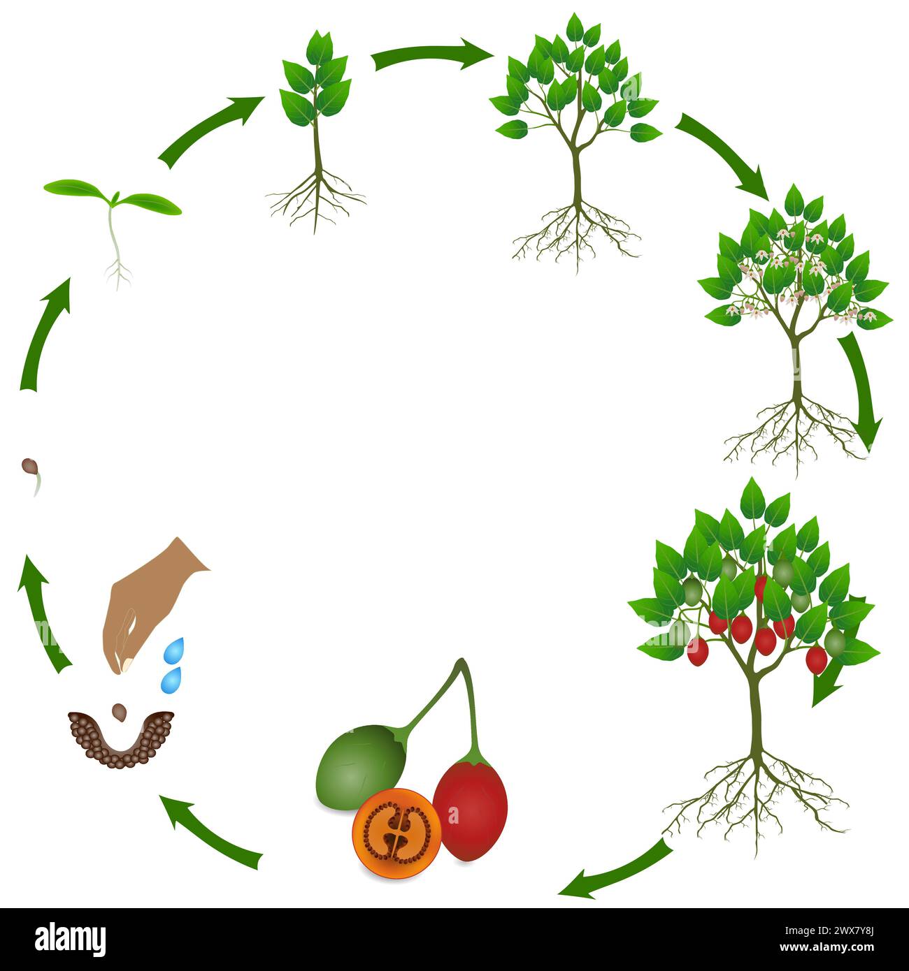 Ciclo di vita della pianta di tamarillo su sfondo bianco. Illustrazione Vettoriale
