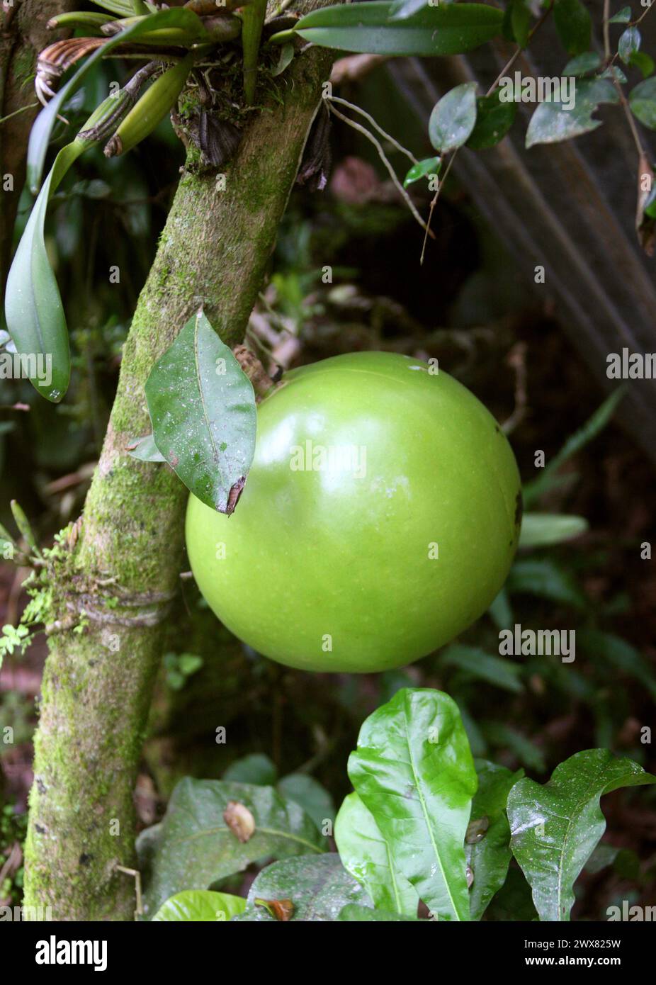 Maracuya Passion Fruit, Passiflora edulis, penisola dello Yucatan, Messico. Foto Stock