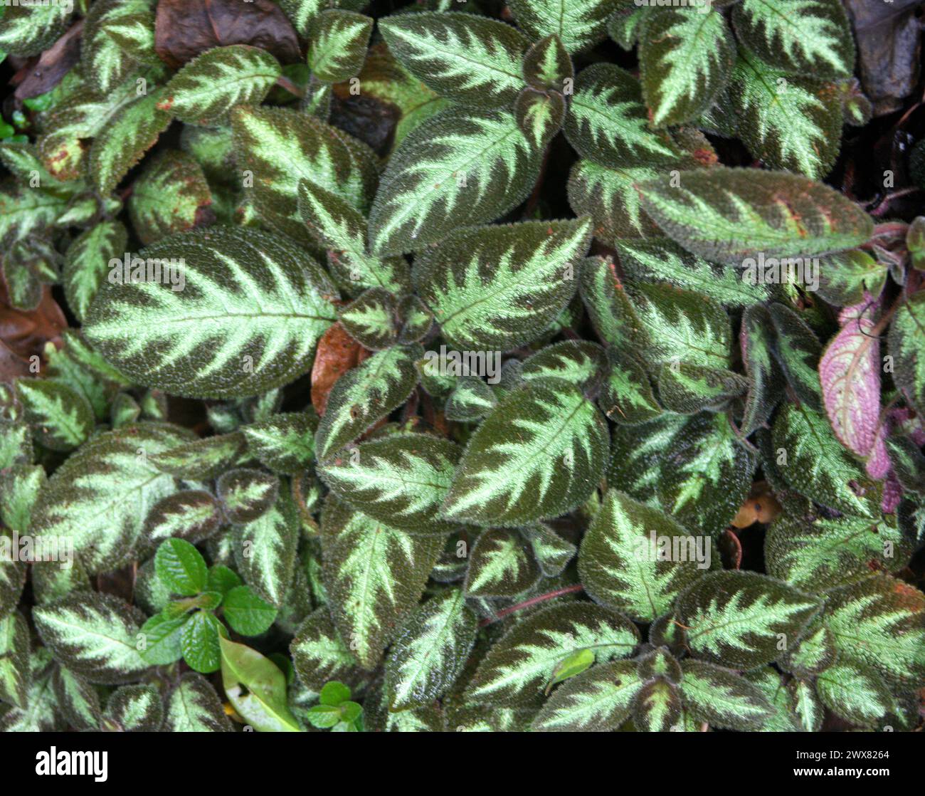 Begonia 'Silver Jewel', a variegated Begonia sp., Begoniaceae. Costa Rica. B. pustulata x B. imperialis. Foto Stock