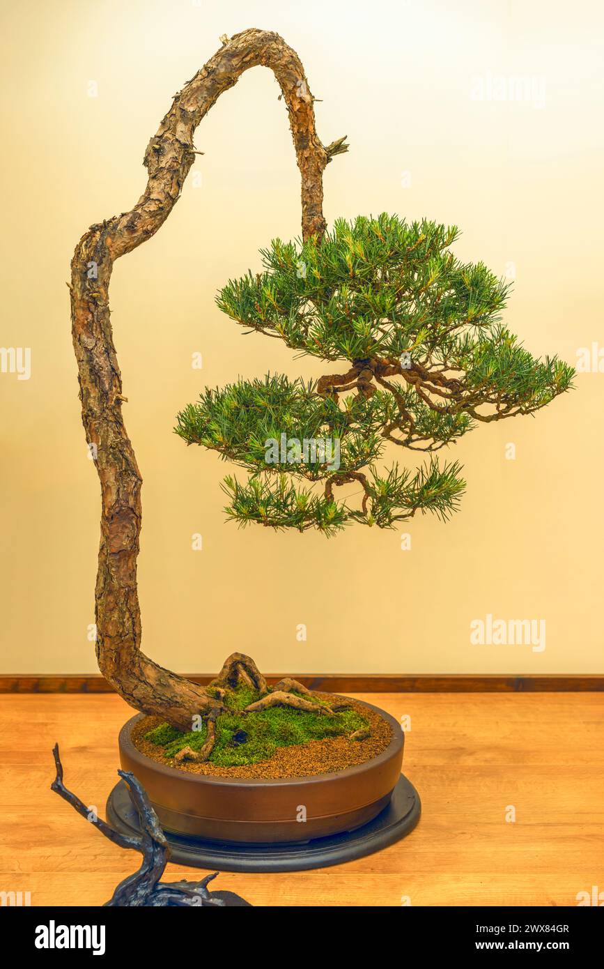 Splendido albero bonsai di pino scozzese, in stile letterato, esposto al Chelsea Flower Show Foto Stock
