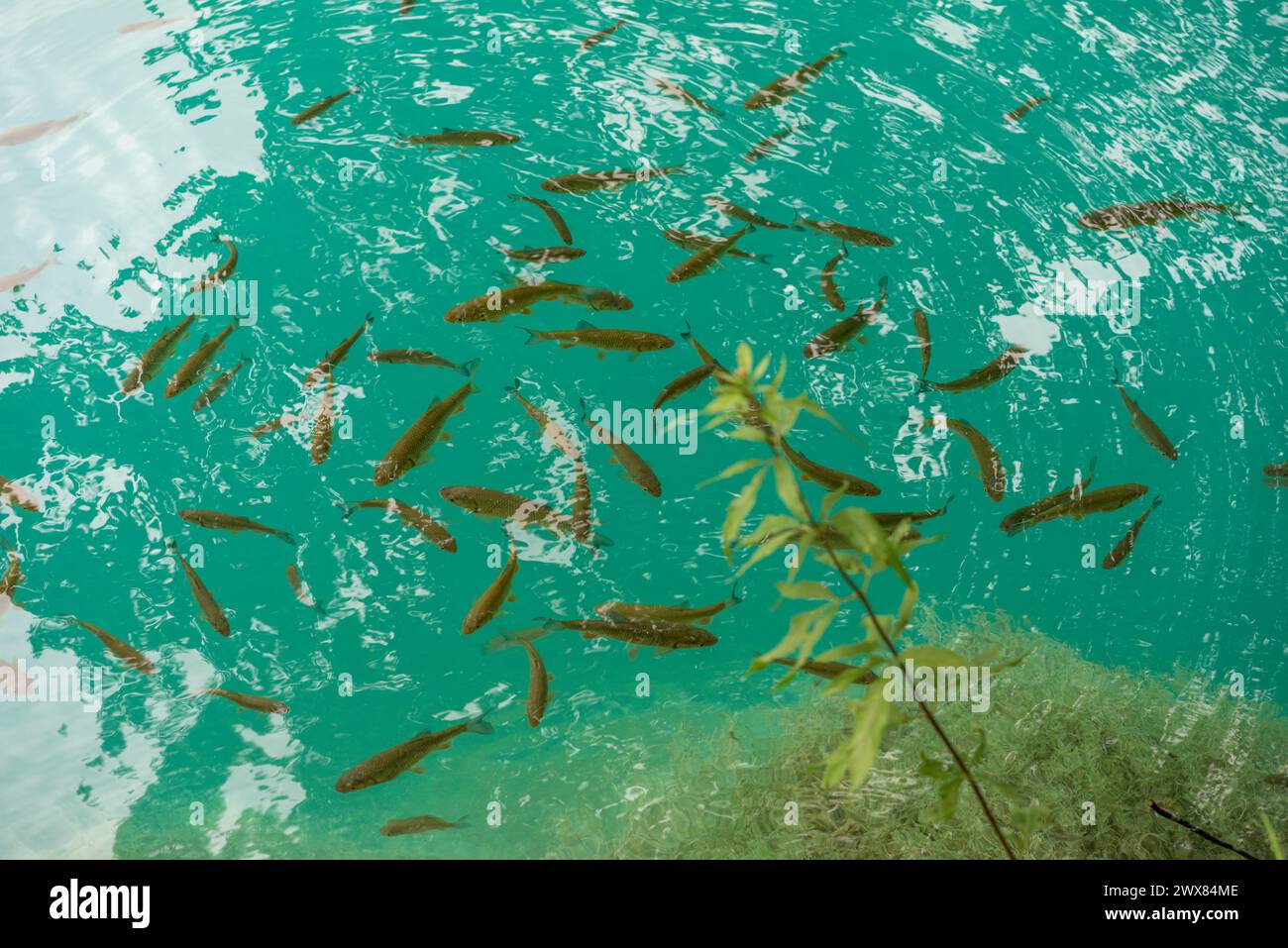 Molti pesci si riuniscono nelle acque limpide dei laghi di Plitvice nel Parco Nazionale della Croazia Foto Stock