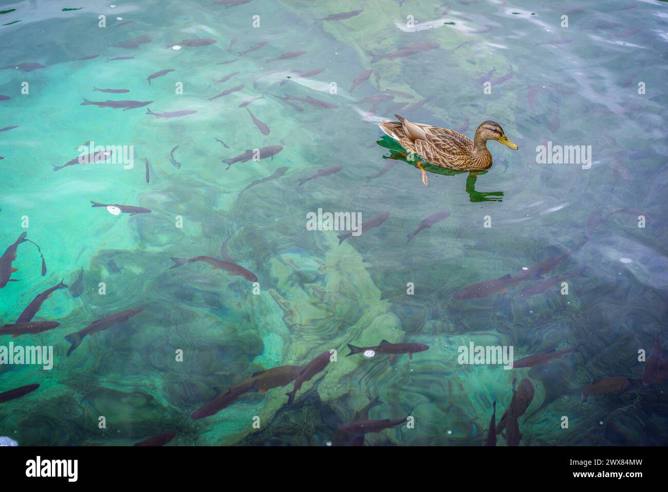 L'anatra nuota tra i pesci su un lago di Plitvice nel Parco Nazionale Foto Stock