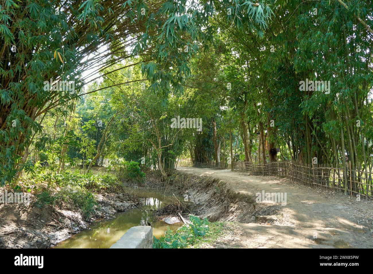 Gli alberi di bambù ombreggiano una strada di campagna lungo un canale di irrigazione nell'India rurale Foto Stock