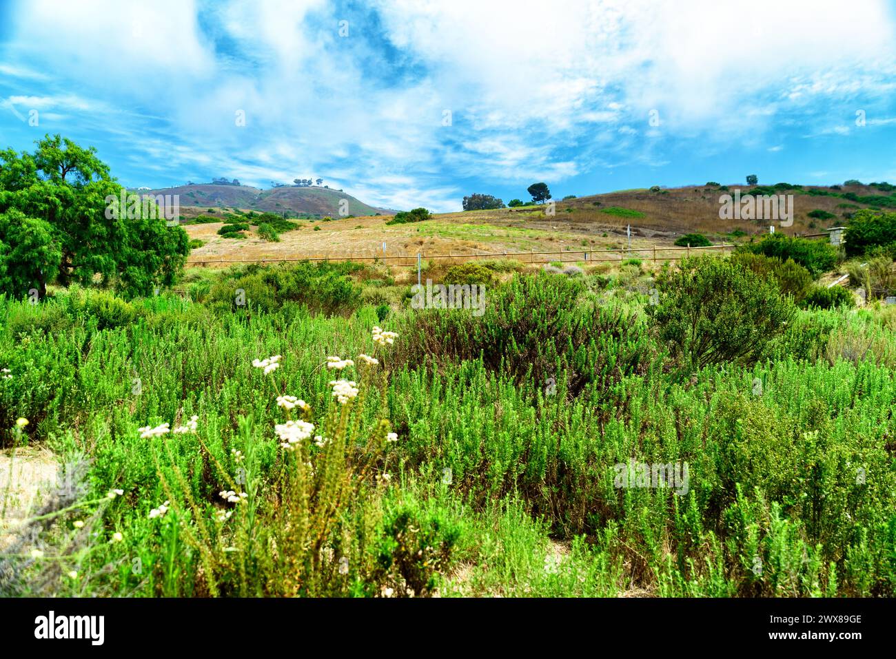 Una panoramica delle colline di Palos Verdes lungo il sentiero escursionistico al Parco della baia di Abalone a Rancho Palos Verdes con piante e alberi in primo piano e blu Foto Stock