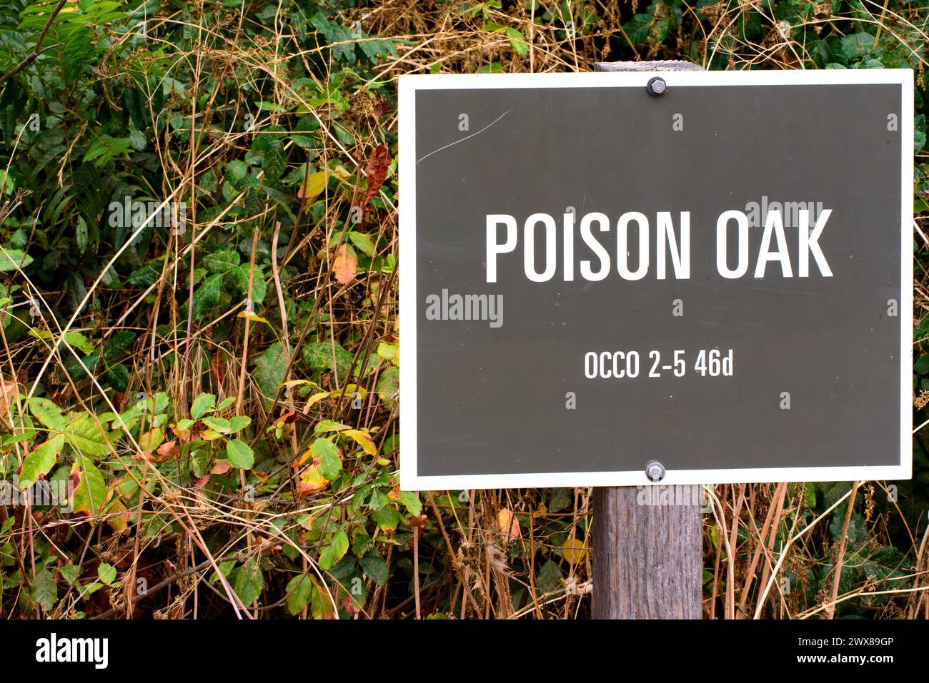 Un segnale di avvertimento sulla quercia avvelenata con lo stabilimento sullo sfondo sulla mappa del Carbon Canyon Regional Park a Brea, California. Foto Stock