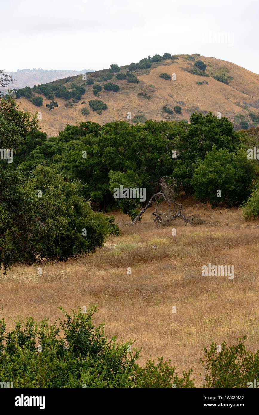 Una verticale di prati e alberi verdi e colline al King C Gillette Ranch nelle montagne di Santa Monica a Calabasas, California. Foto Stock