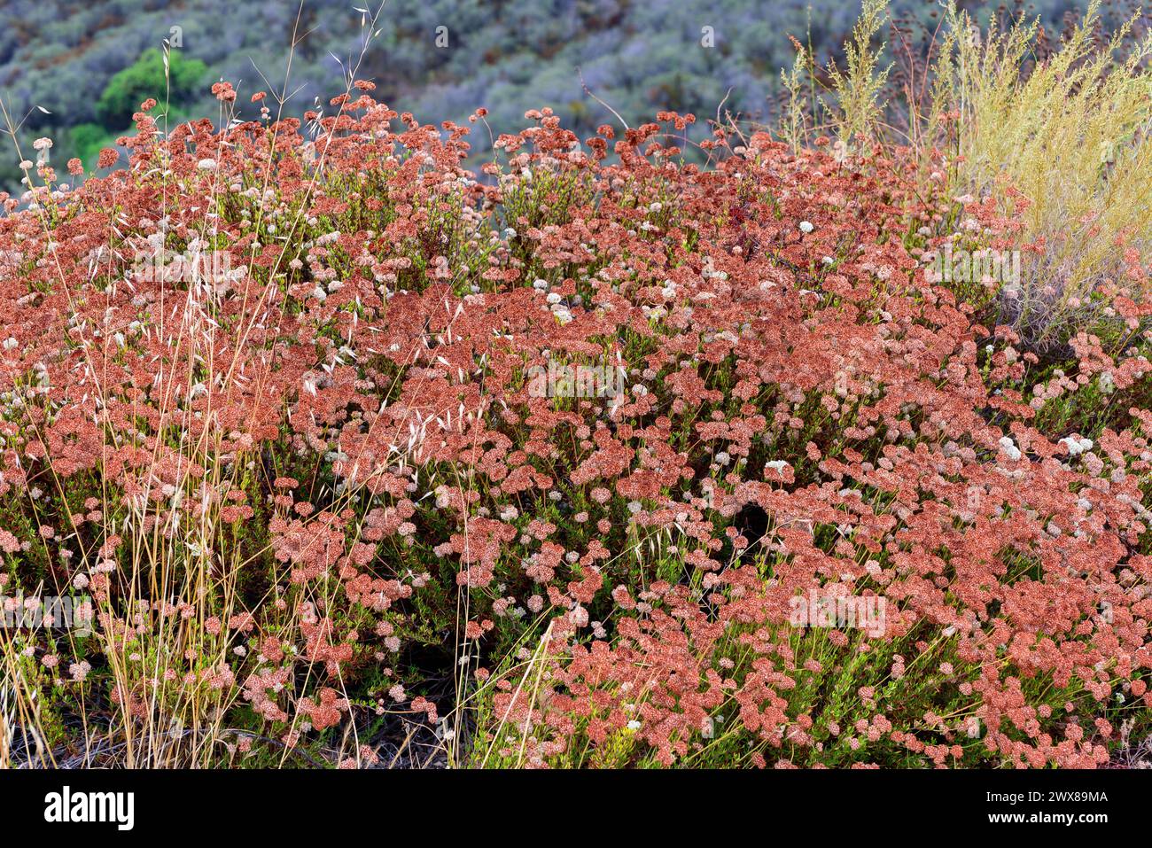 Uno shot di grano saraceno della California con colorazione rossastra, preso in cima al punto di ispirazione al King Gillette Ranch nelle montagne di Santa Monica a Calaba Foto Stock