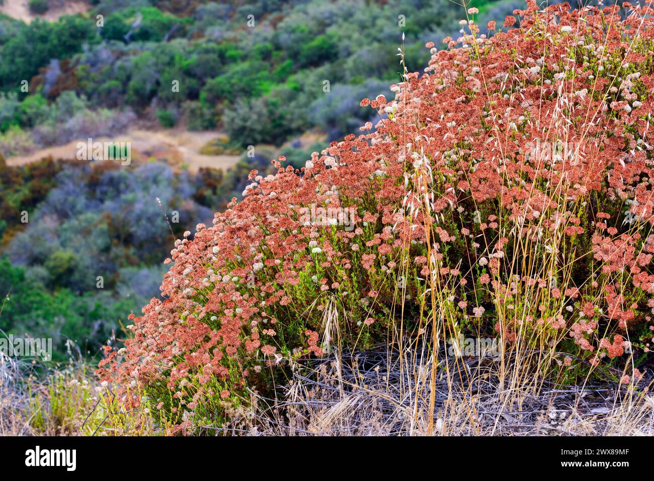 Uno shot di grano saraceno della California con colorazione rossastra, preso in cima al punto di ispirazione al King Gillette Ranch nelle montagne di Santa Monica a Calaba Foto Stock