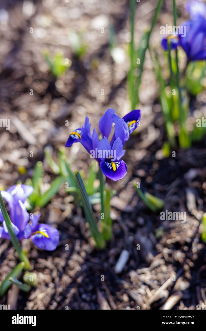 Affascinante Iris blu che sbocciano pacificamente nel giardino Foto Stock