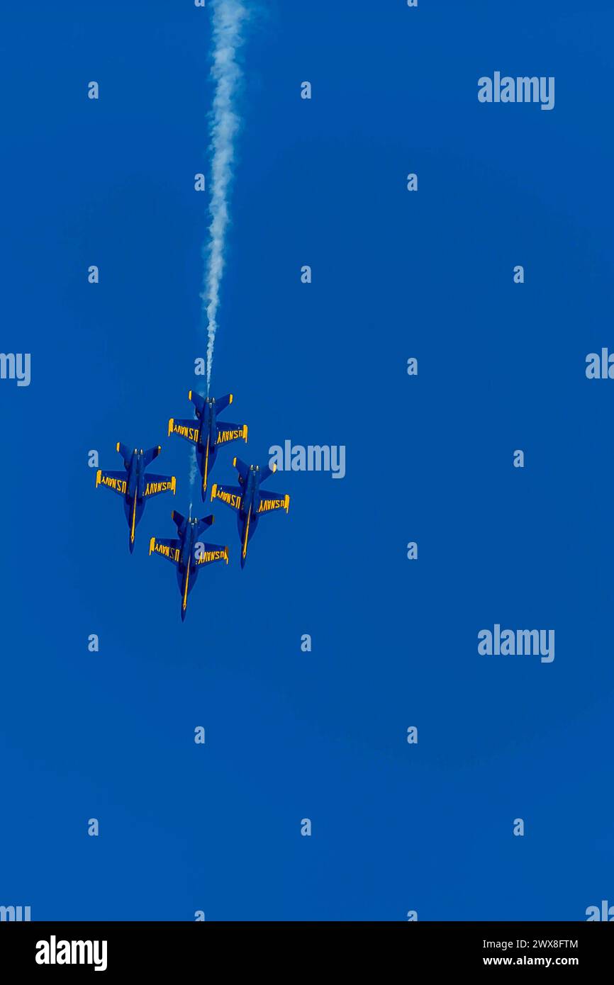 Manovre di volo elevato. 1 marzo 2024. CA: I Blue Angels provano acrobazie di precisione prima del debutto della stagione, mostrando abilità e lavoro di squadra in manovre di alto livello. Crediti: csm/Alamy Live News Foto Stock