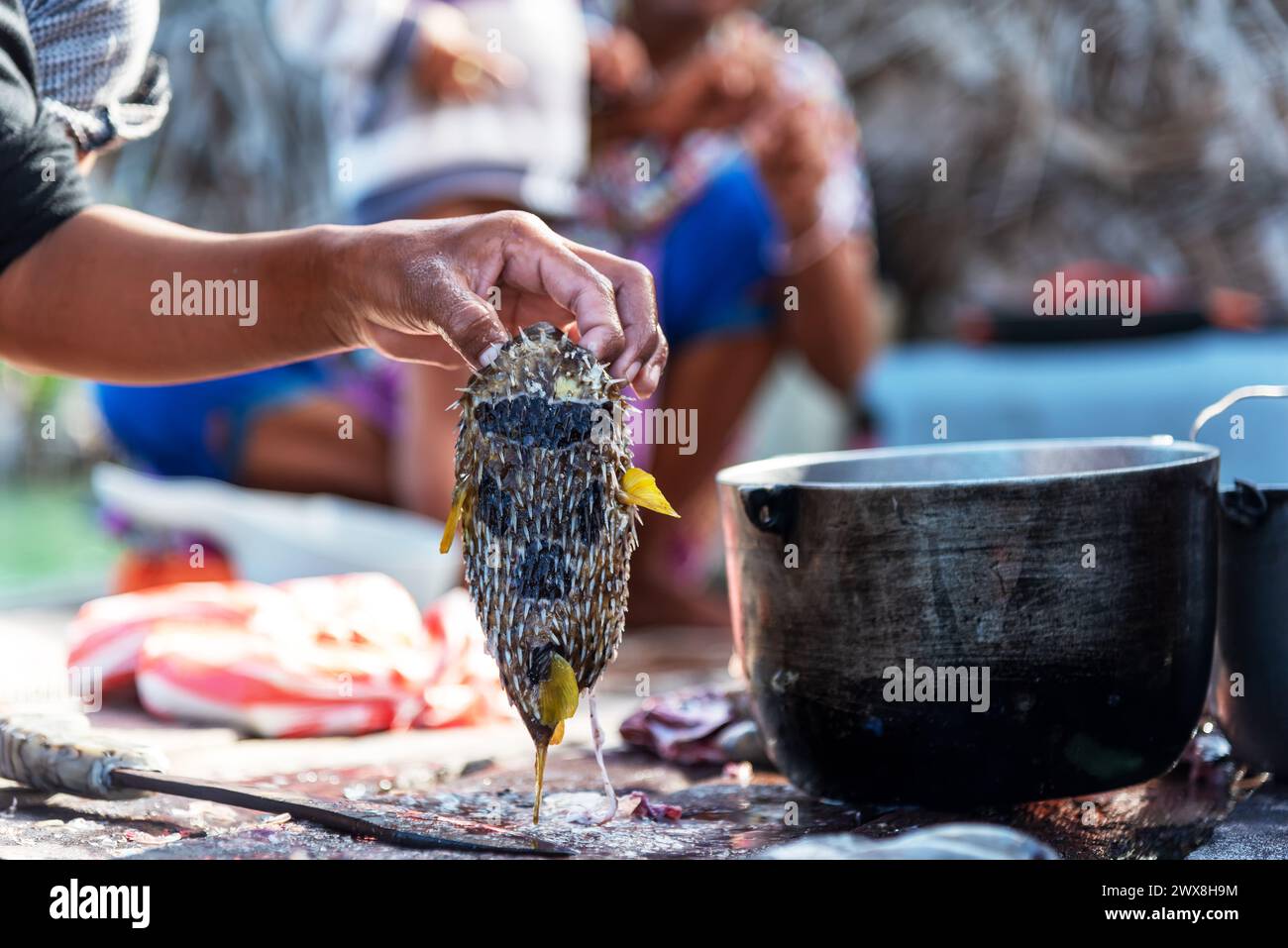 Primo piano della mano che tiene un pesce puffer prepararsi per l'eviscerazione Foto Stock