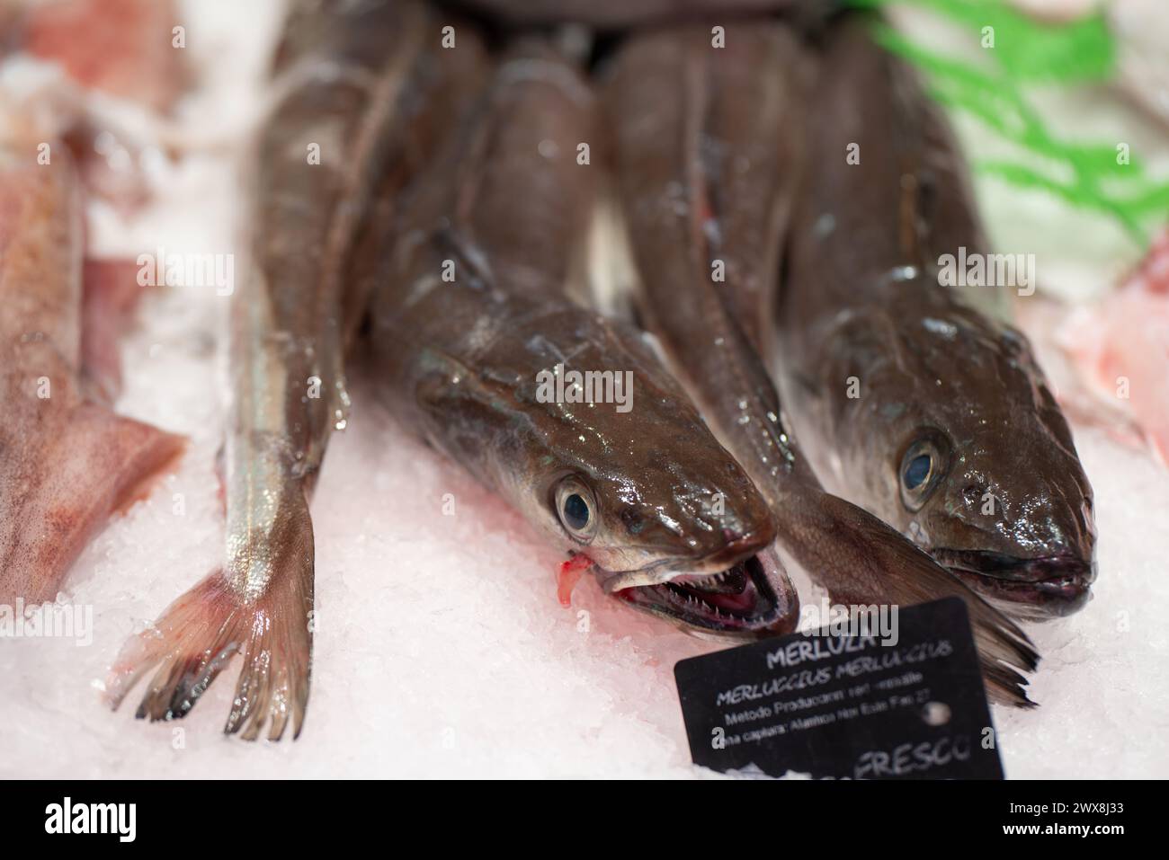 nasello fresco al pescivendolo Foto Stock