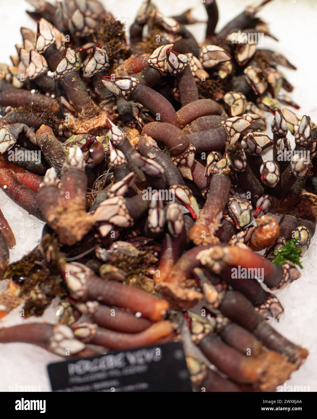 Barnacle in mostra in un pescivendolo Foto Stock