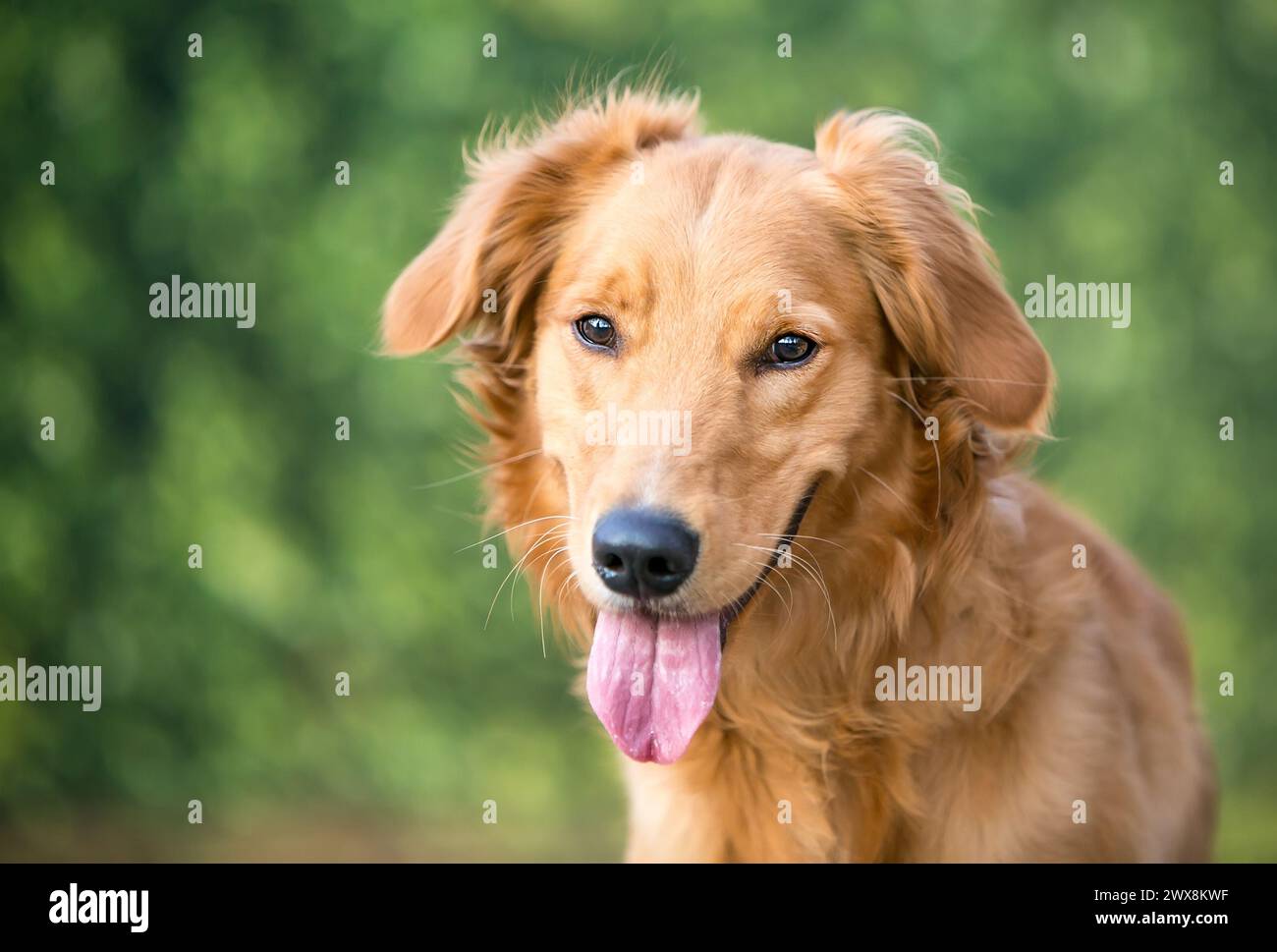 Un giovane cane Golden Retriever con un'espressione felice Foto Stock