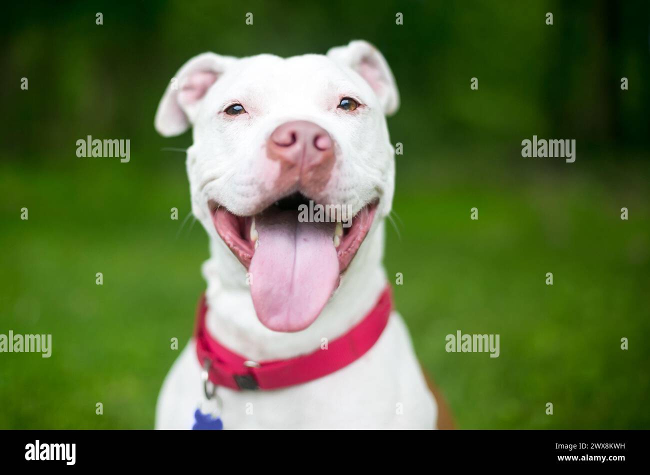 Un cane di razza mista Bulldog americano bianco x Pit Bull Terrier che panting con un'espressione felice Foto Stock