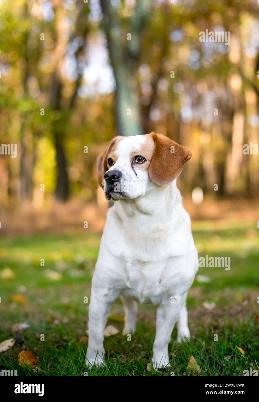 Un cane di razza mista Beagle x English Springer Spaniel con macchie di lacrime sul viso Foto Stock
