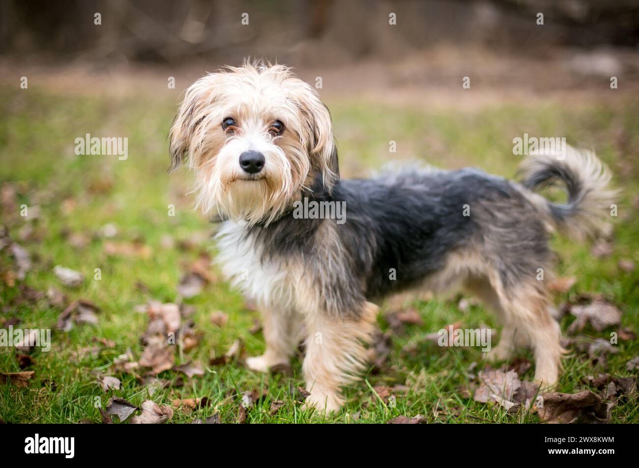 Un cane di razza mista maltese x Yorkshire Terrier, noto anche come Morkie, in piedi all'aperto Foto Stock