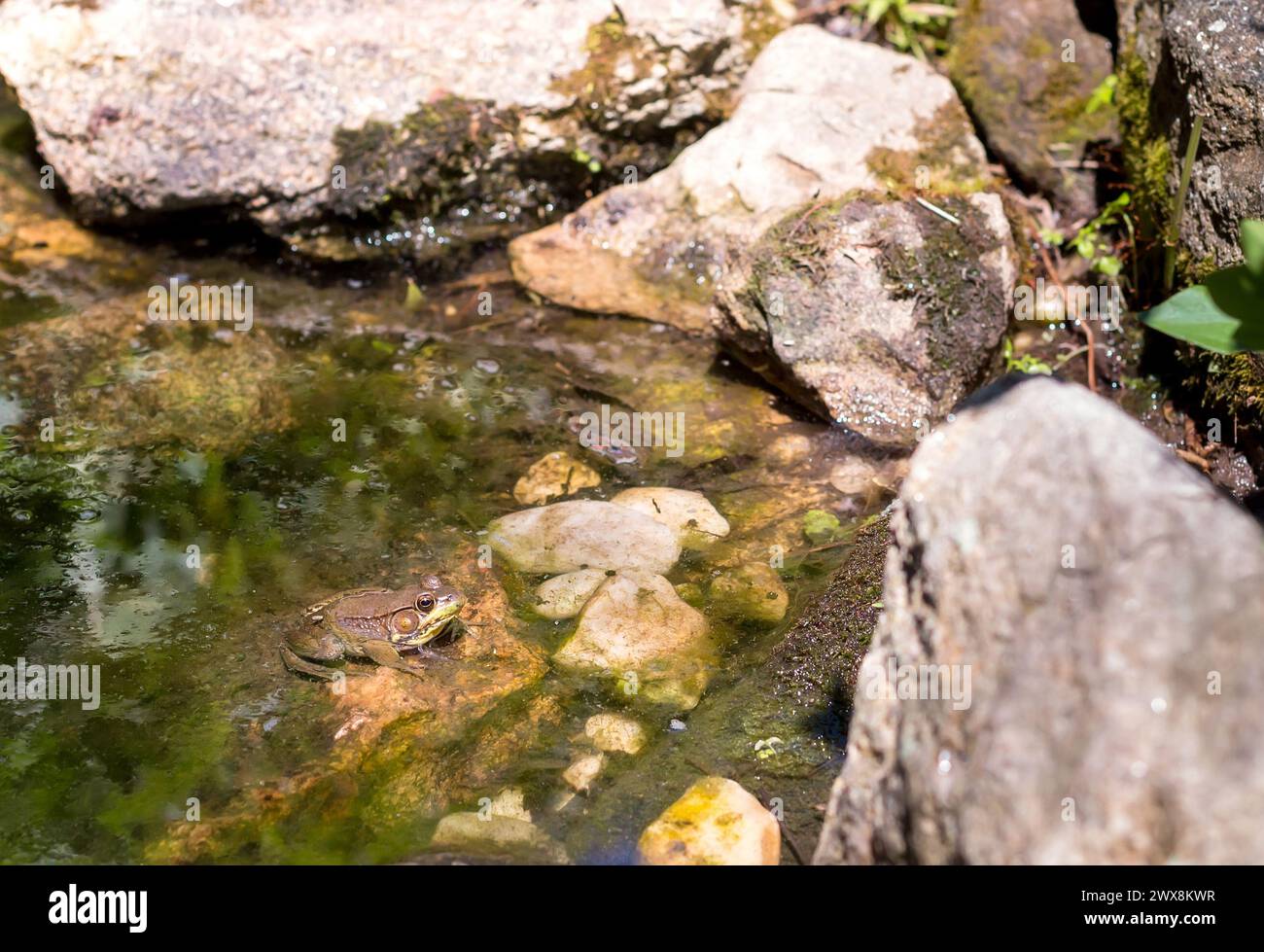 Rana verde maschile (Lithobates clamitans) seduta in uno stagno poco profondo Foto Stock