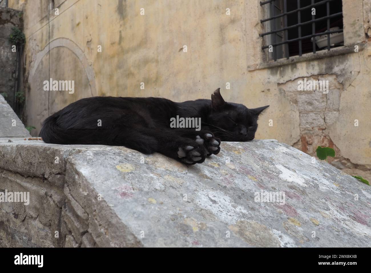 Simpatico gatto che si rilassa su un marciapiede nella città vecchia di Cattaro, in Montenegro. Il gatto Felis catus, gatto domestico, è una specie addomesticata della famiglia Fe Foto Stock