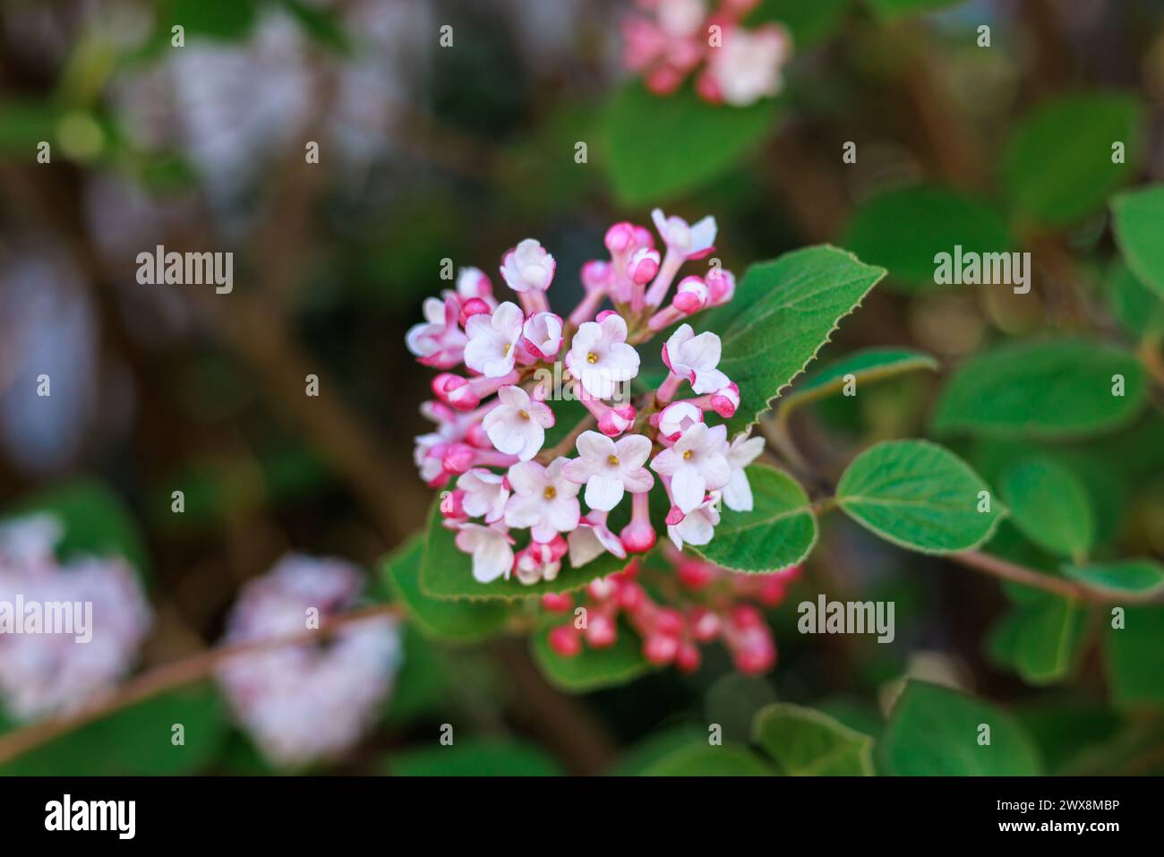 Fiori di viburno rosa pallido che fioriscono nel giardino Foto Stock