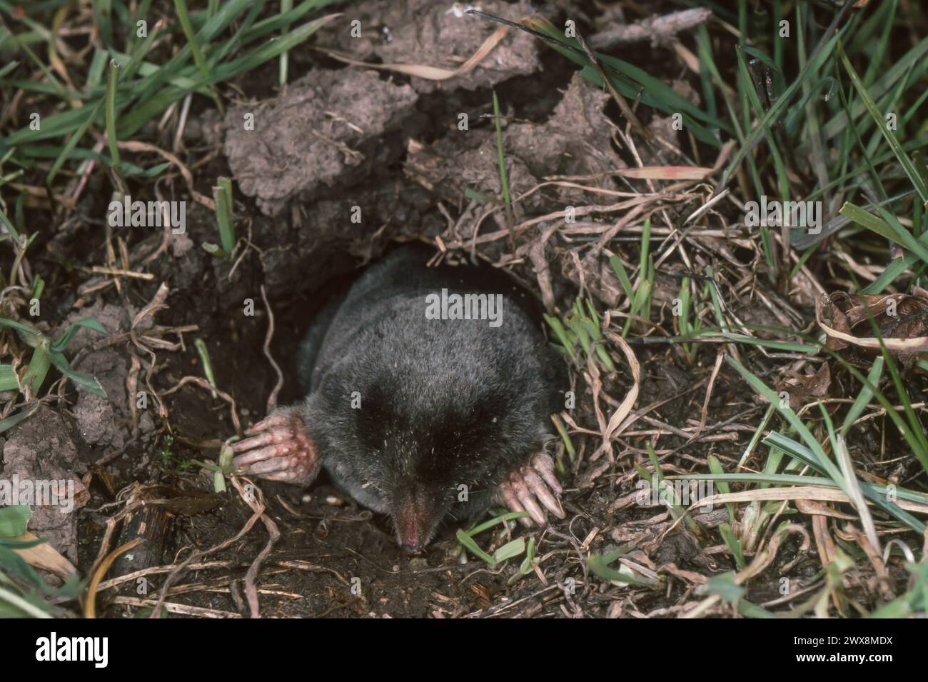 Comune (mole Talpa europaea) Foto Stock