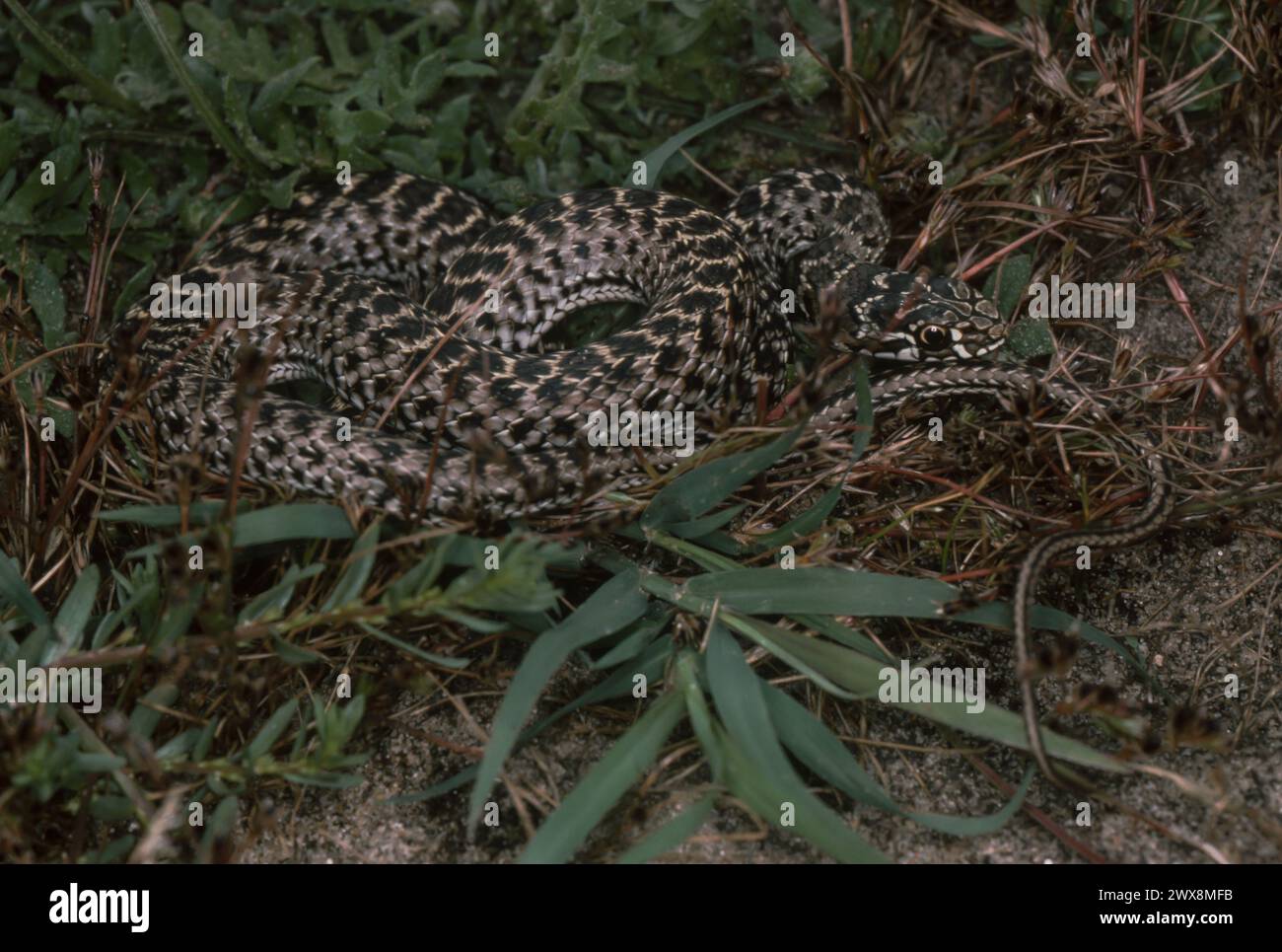 Montpellier Snake (Malpolon monspessulanus) Foto Stock