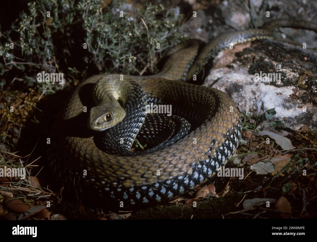 Montpellier Snake (Malpolon monspessulanus) Foto Stock