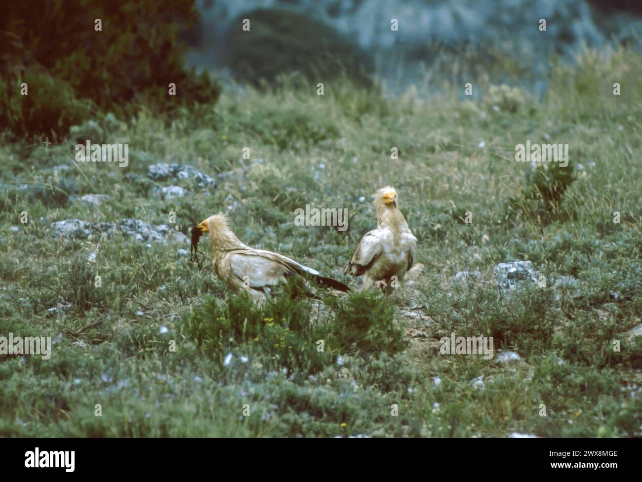 Mangiare l'Avvoltoio egiziano (Neophron percnopterus) Foto Stock