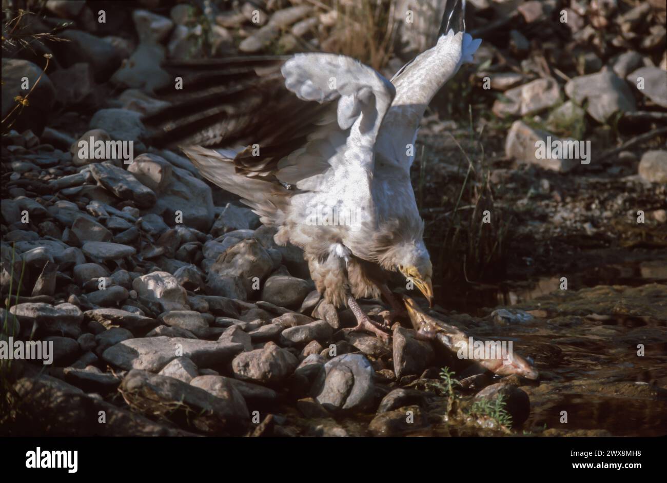 Avvoltoio egiziano (Neophron percnopterus) mangiando pesce Foto Stock