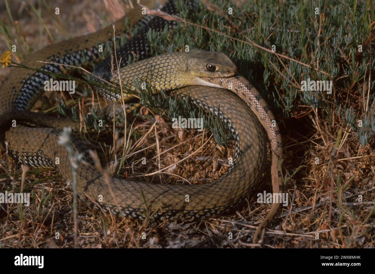 Montpellier Snake (Malpolon monspessulanus) mangiando un altro serpente Foto Stock