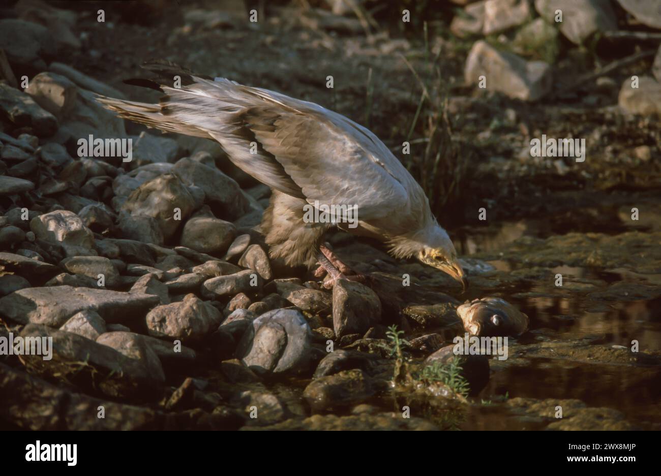 Avvoltoio egiziano (Neophron percnopterus) mangiando pesce. Foto Stock