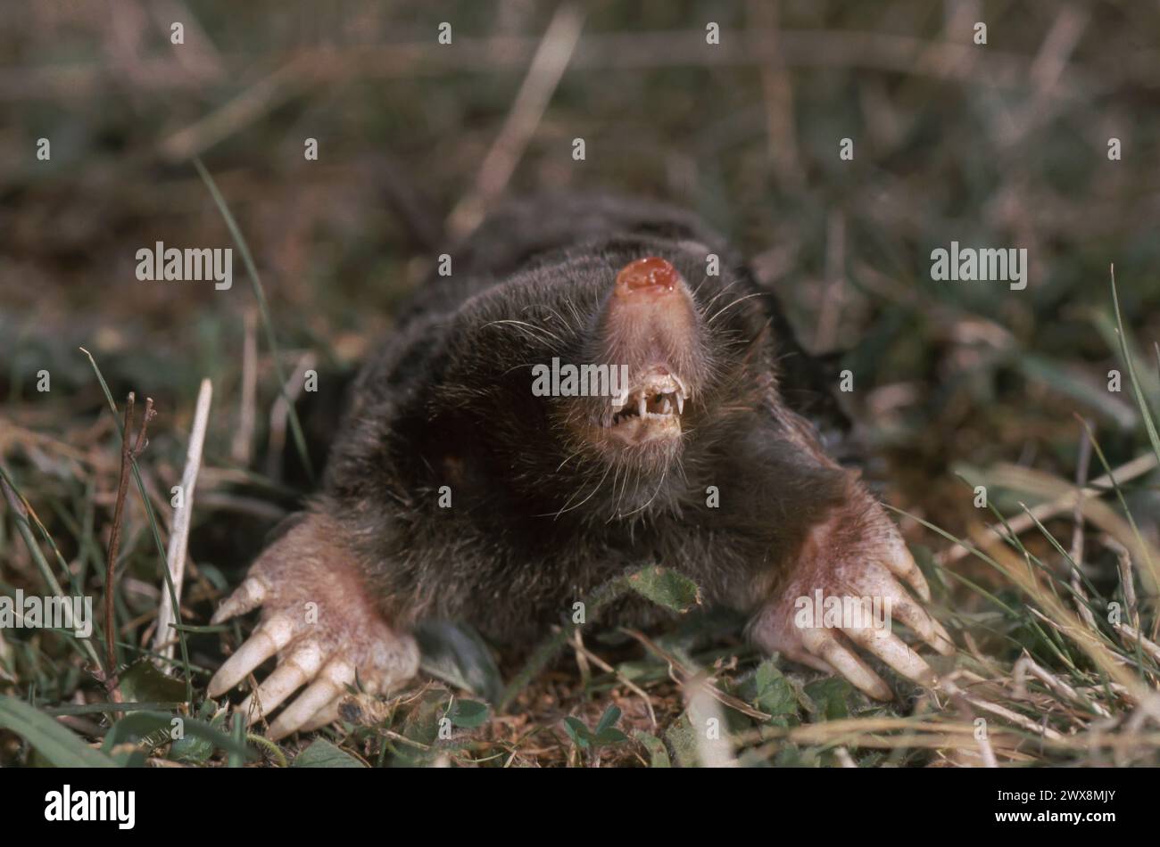 Comune (mole Talpa europaea) Foto Stock