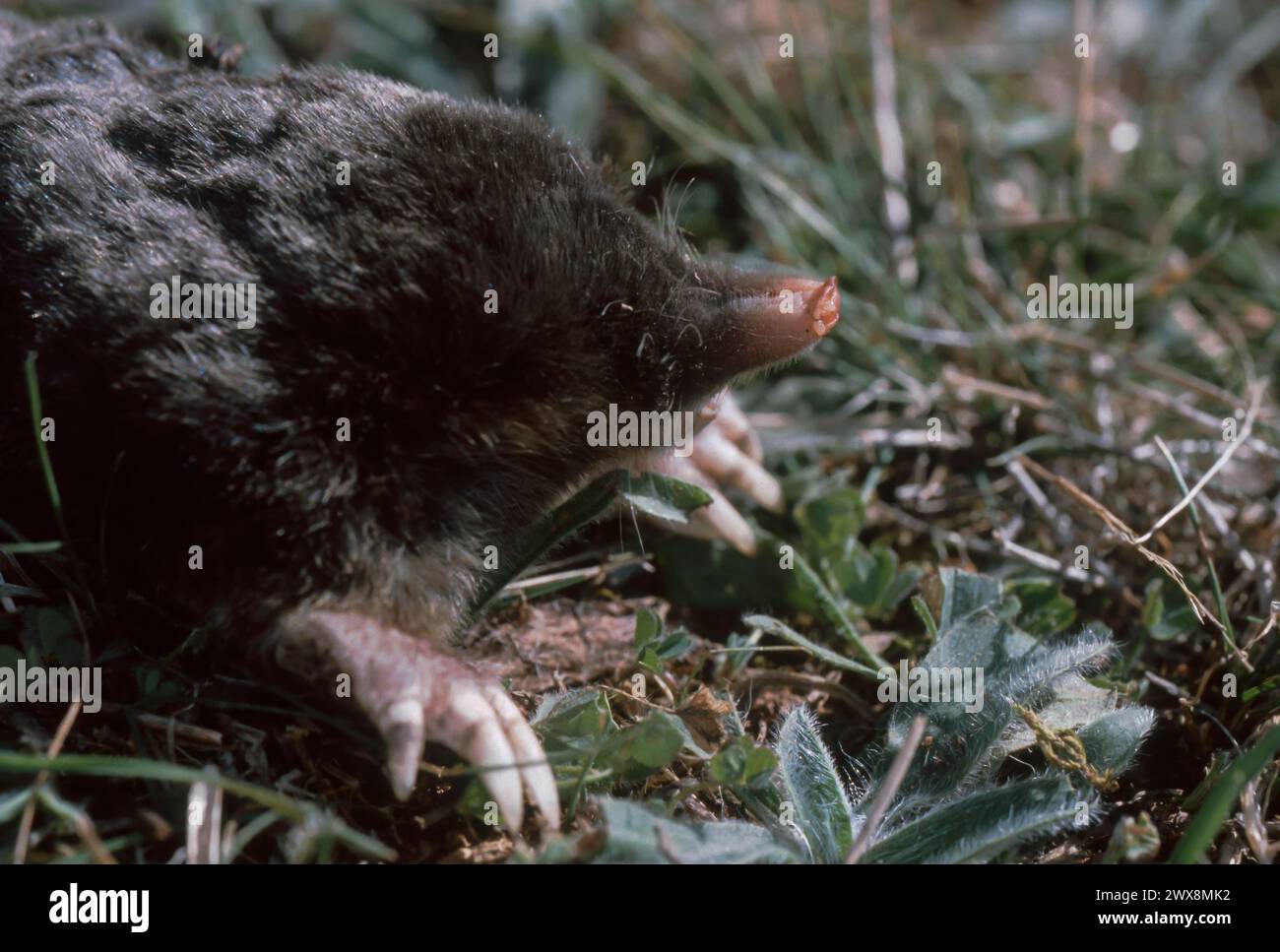 Comune (mole Talpa europaea) Foto Stock